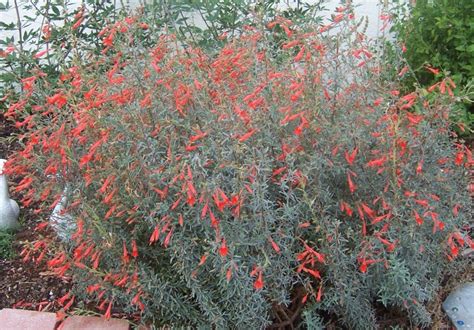 The 2 Minute Gardener: Photo - California Fuchsia (Epilobium canum)