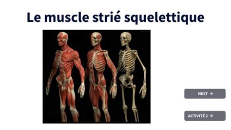 La Contraction Musculaire Diff Rentes Chelles