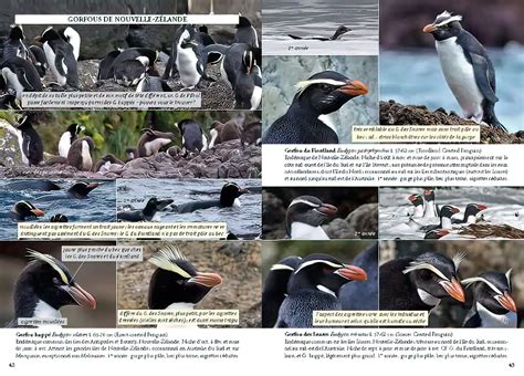 Livre Guide Photo Des Oiseaux Marins Du Monde