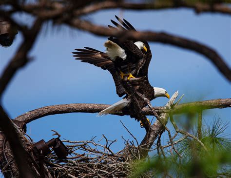 Biden Makes Bald Eagle Us National Bird Watch Swfl Eagle Cam