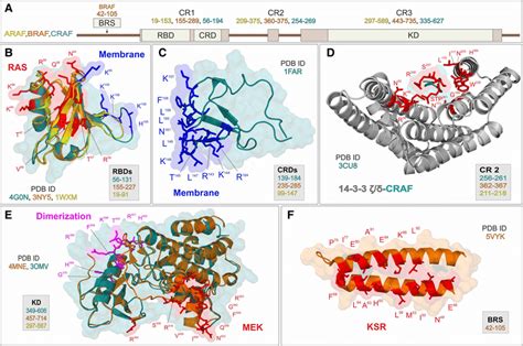 Structural Fingerprints For RAF Kinase Interactions With RAS And The