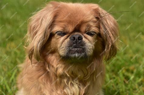 Are Pekingese Dogs Good With Children