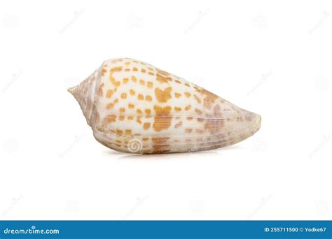 Image Of Conus Tessulatus Common Name The Tessellated Cone Is A