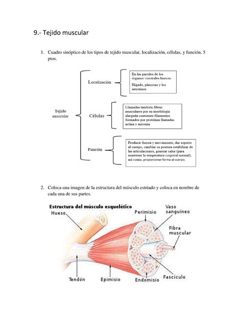 Tejido Muscular Histologia Universidad Ucad Studocu