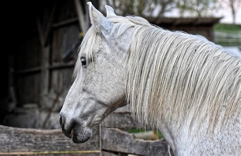 Schimmel Pferd Tierfotografie Kostenloses Foto Auf Pixabay