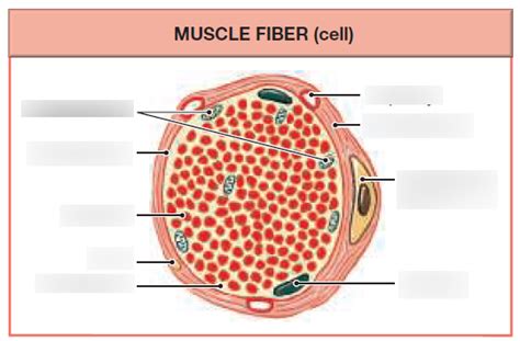 Muscle Fiber Diagram Quizlet