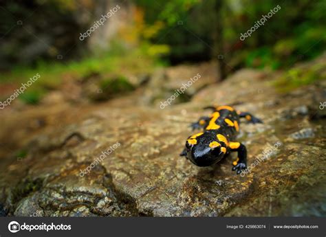 Salamander River Habitat Gorgeous Fire Salamander Salamandra Salamandra Spotted Amphibian ...