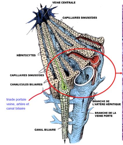 Histologie foie et pancréas Flashcards Quizlet