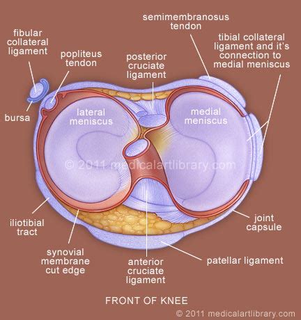 Medial and Lateral Meniscus - Medical Art Library