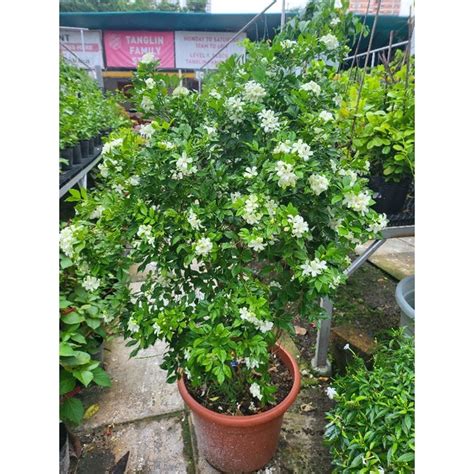 Murraya Paniculata Mock Lime Orange Jasmine Outdoor Fragrant