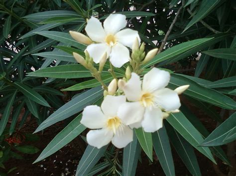 Buy White Oleanderwhite Nerium Oleanderkarabi Flower Plant Online