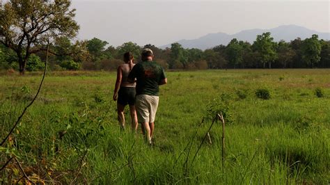 Chitwan Or Bardia National Park Tiger Encounter