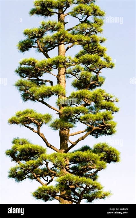 árbol japonés fotografías e imágenes de alta resolución Alamy