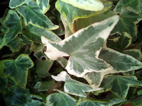 Hedera Helix Variegata