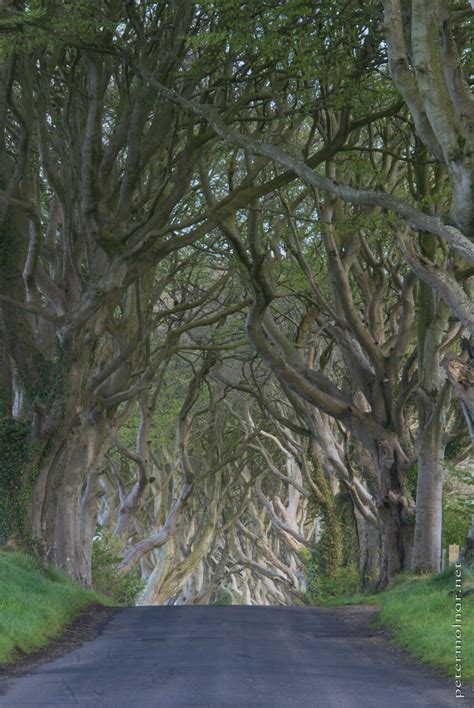 Northern Ireland - The Dark Hedges - petermolnar.net