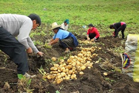 MÁs De 1000 PequeÑos Productores Se BeneficiarÁn Con Compra De Papa En Piura Rcr Peru