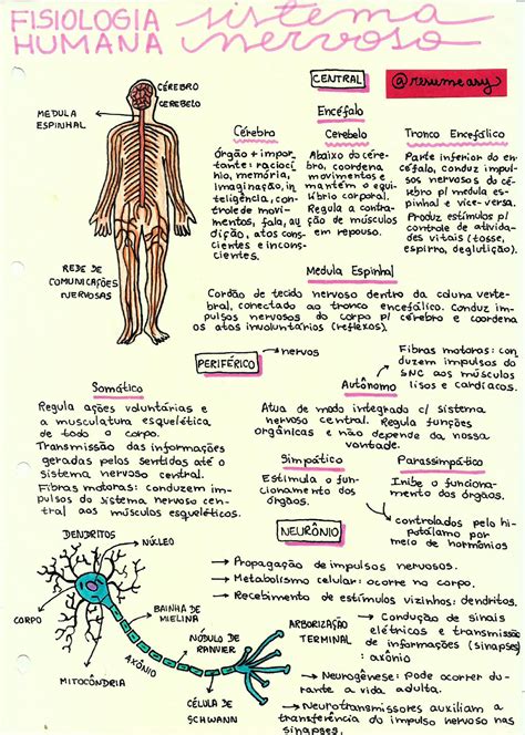 Mapa Mental Sobre Sistema Nervoso REVOEDUCA