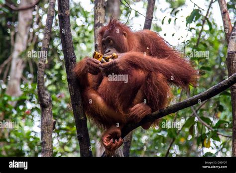 Orang utan banana Fotos und Bildmaterial in hoher Auflösung Alamy