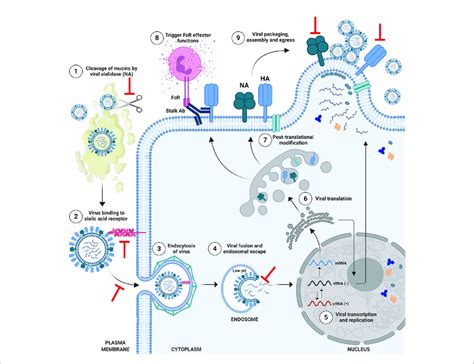 Schematic Of Influenza Virus Life Cycle And Targets For Protective