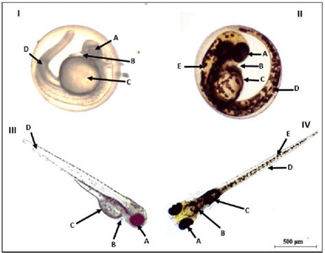 Early And Late Stages Of Zebrafish Development I 24 Hpf Embryo Ii