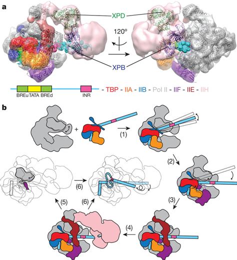 Positioning Of Tfiih Helicases And Model Of Pic Assembly And Promoter