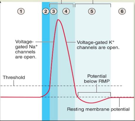 Action Potential Diagram Steps Diagram Quizlet