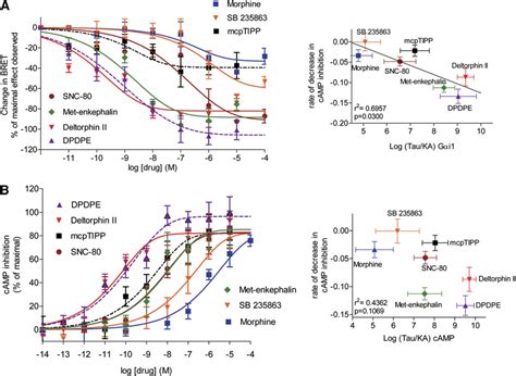 Dose Response Curves For G Protein Activation And Inhibition Of Camp