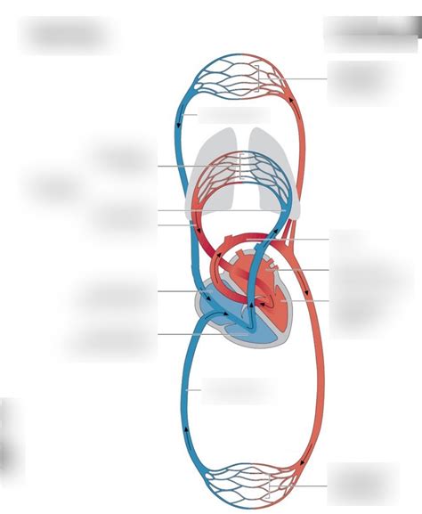 Herz Kreislauf System Allgemein Abbildung Diagram Quizlet