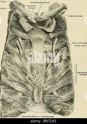 Anatomie descriptif et appliquée L anatomie Le plexus CERVICAL