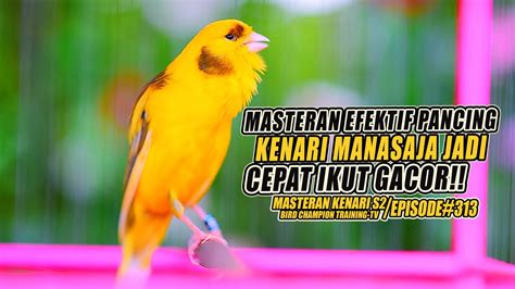 313 Masteran Suara Burung Kenari Gacor Panjang Cuit Cuit Ngerol Untuk