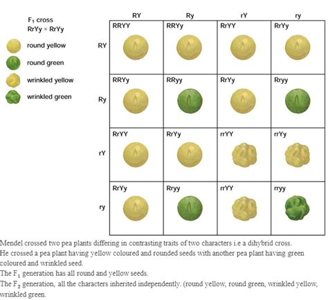 How Do Mendel S Experiments Show That Traits Are Inherited Independently