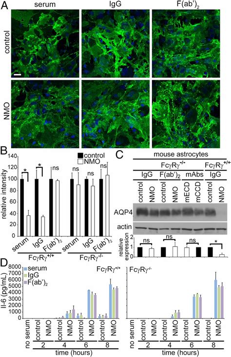 Autoantibody Induced Internalization Of Cns Aqp Water Channel And