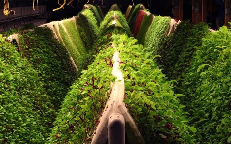 15 Benefits Of Aeroponic Growing Powerhouse Hydroponics