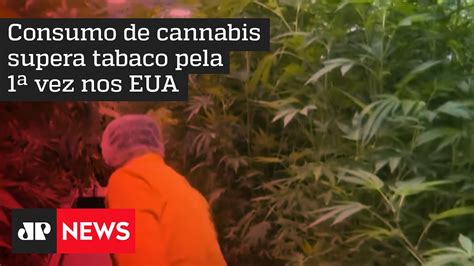 Estados Norte Americanos Estudam Libera O Recreativa Da Maconha Ainda