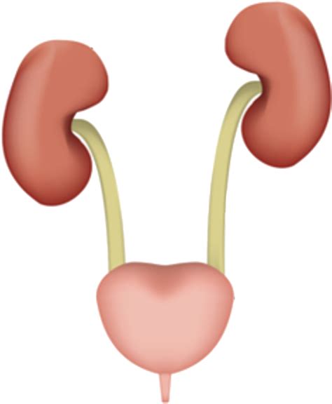 Prevention And Treatment Of Urinary Tract Infections Kidney Ureter