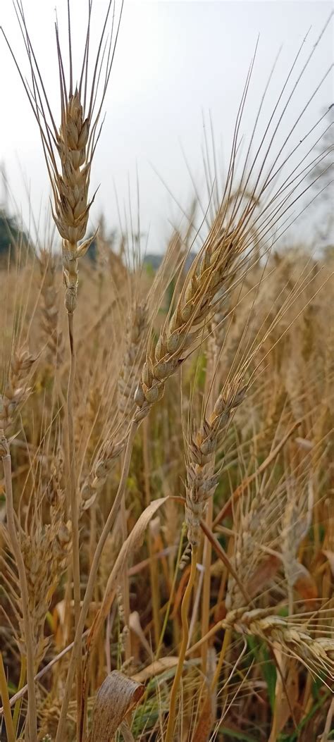 Wheat plants in a field - PixaHive