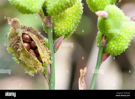 Seeds of canna plant hi-res stock photography and images - Alamy