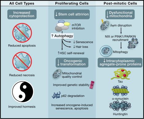 Autophagy – the housekeeper in every cell that fights aging ...