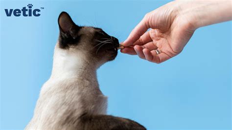 20 Common Cat Health Problems Signs Symptoms And Solutions