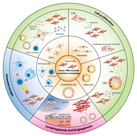 Cancers Free Full Text Autophagy And Ncrnas Dangerous Liaisons In