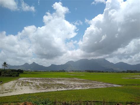 Rice Farming Paddy Field In Kanyakumari District Tamil Nadu India