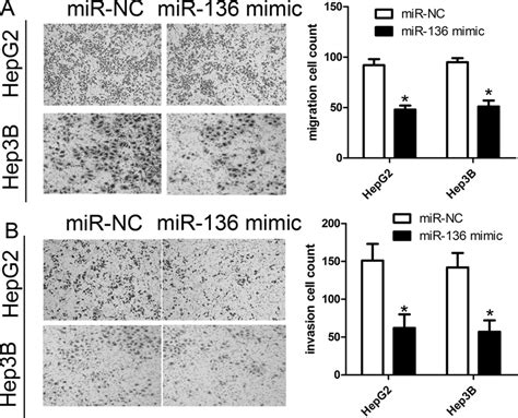 Mir 136 Inhibits Cell Migration And Invasion In Hcc Cells A Cell