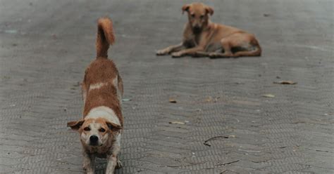 The Adorable Reason Dogs Stretch When They See You