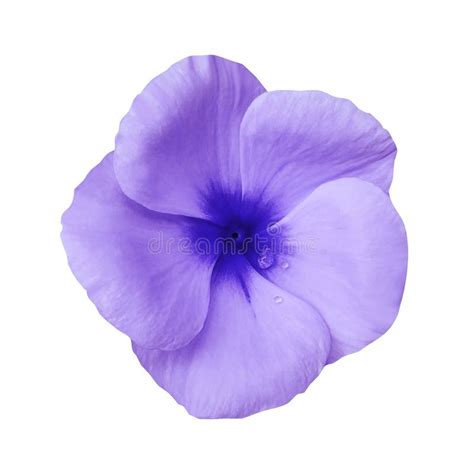 Fleur Violette Sur Le Fond Blanc D Isolement Avec Le Chemin De Coupure