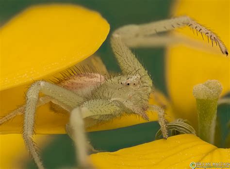 Crab Spider Super Macro