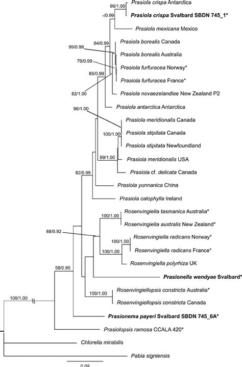 Phylogram Inferred From Maximum Likelihood Analysis Of The Concatenated