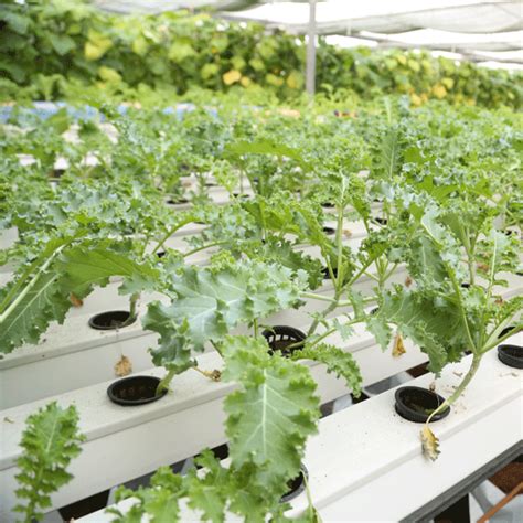 Hydroponic Machine Manufacturers In India Hydroponics In Surat