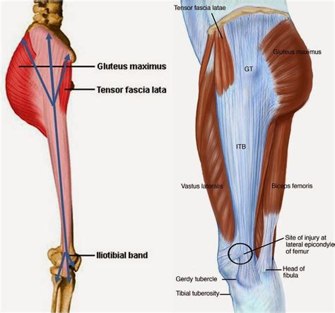 Resultado De Imagen De Tensor Fascia Lata Fascia Lata Biceps Femoral Thyroid Nodules Anatomy