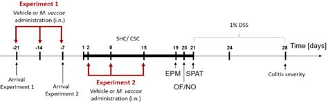 Experimental Timeline Schematic Illustration Of The Experimental Download Scientific Diagram