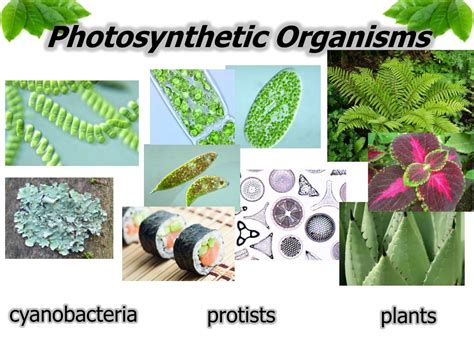 Ppt Photosynthesis Powerpoint Presentation Free Download Id6445971